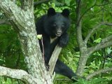 クマ２頭が男性襲う